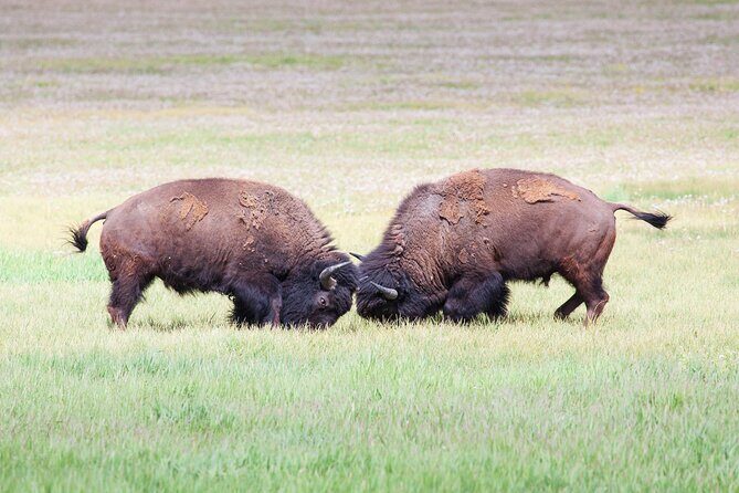 Yellowstone Wildlife Safari in Lamar Valley from West Yellowstone - The Value of This Tour
