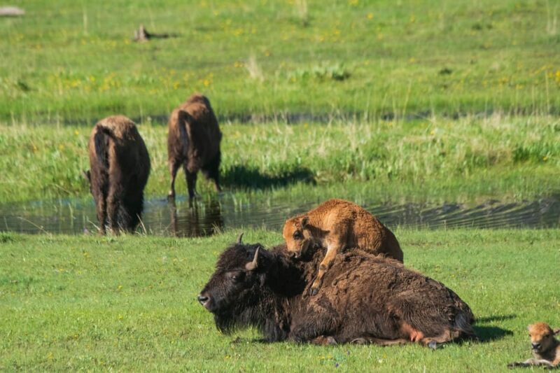 Yellowstone Wildlife Tour - The Experience in Detail