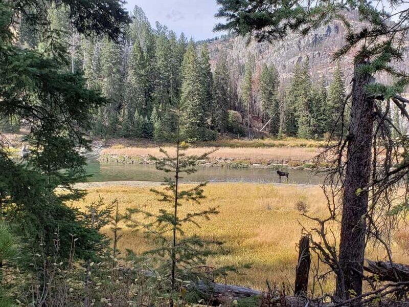 Yellowstone: Wildlife Tour with Coffee and Photos - An Authentic and Comfortable Approach to Yellowstone Wildlife