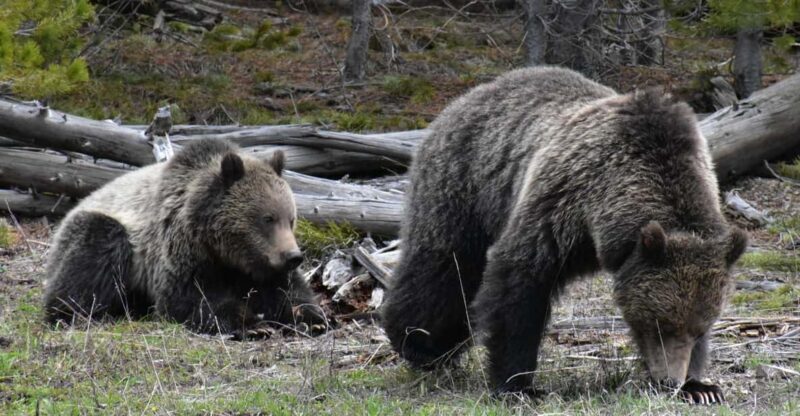 Yellowstone Wildlife Tours: From West Yellowstone Montana - An In-Depth Look at Yellowstone Wildlife Tours