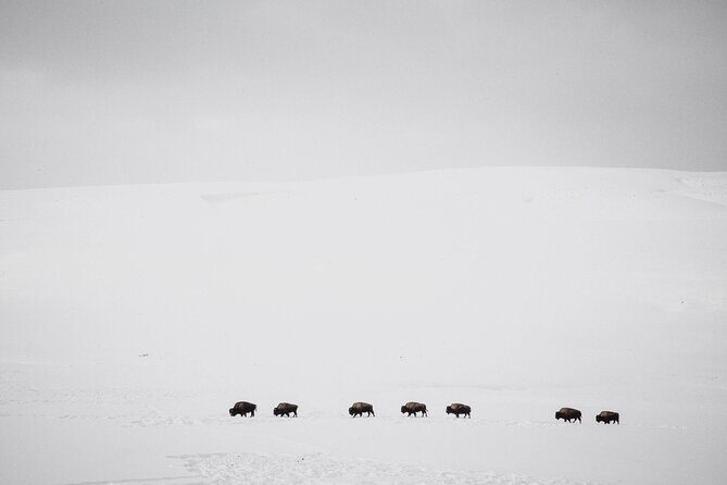 Yellowstone Winter Wildlife Safari from Bozeman - Private Tour - A Detailed Look at the Tour Experience