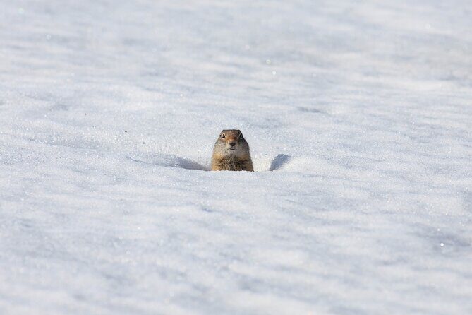 Yellowstone Winter Wildlife Safari from Bozeman - Private Tour - FAQ