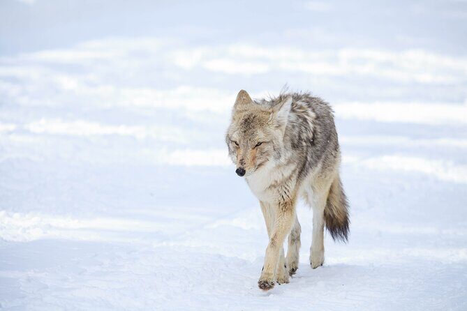 Yellowstone Winter Wildlife Safari from Bozeman - Private Tour - Final Thoughts