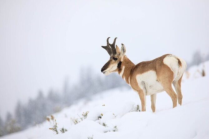 Yellowstone Winter Wildlife Safari From Gardiner - Exploring the Yellowstone Winter Safari in Detail