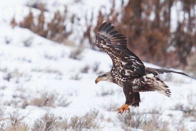 Yellowstone Winter Wildlife Safari From Gardiner - Summing Up: Is This Tour Worth It?