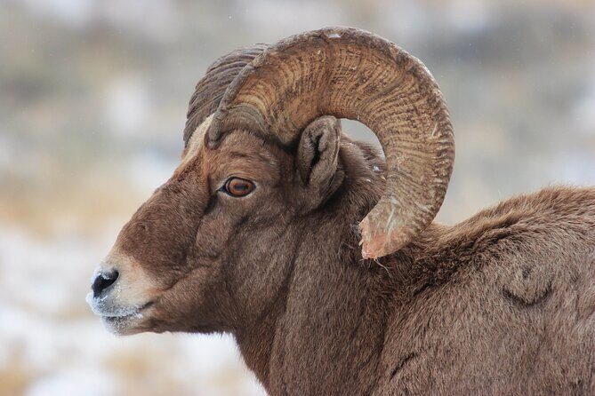 Yellowstone Winter Wildlife Safari From Paradise Valley - The Practical Side: What to Expect
