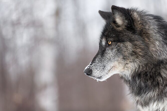 Yellowstone Wolves and Winter 4Day/3Night Adventure from Montana - Key Points