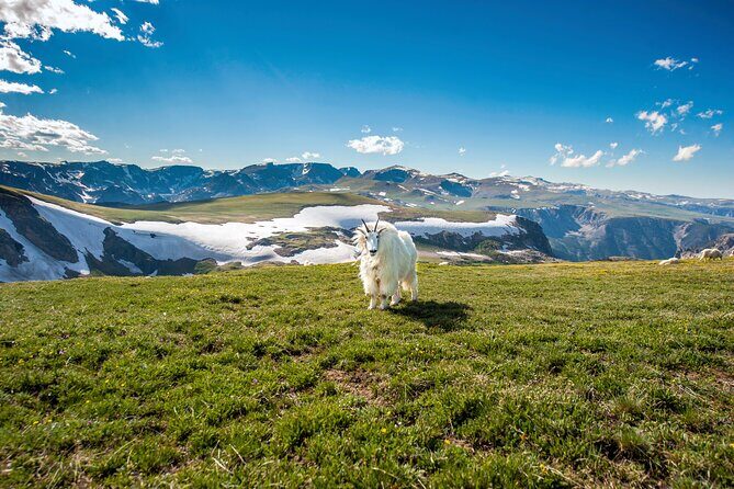 Yellowstone's Lamar Valley & Picnic Private Tour + Wildlife Guide - What the Tour Includes & What to Consider