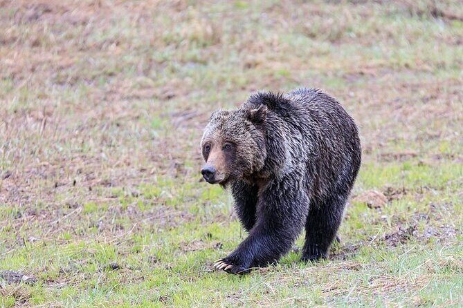 Yellowstone's Lamar Valley Wildlife Safari from Gardiner - Why This Tour Works Well