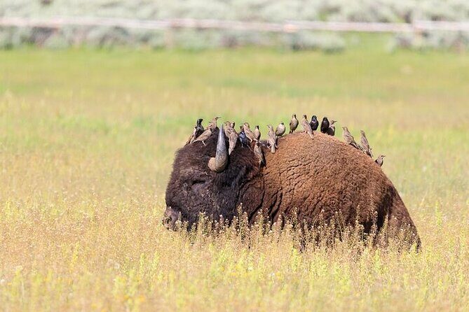 Yellowstone's Lamar Valley Wildlife Safari from Paradise Valley - An In-Depth Look at the Yellowstone Lamar Valley Safari