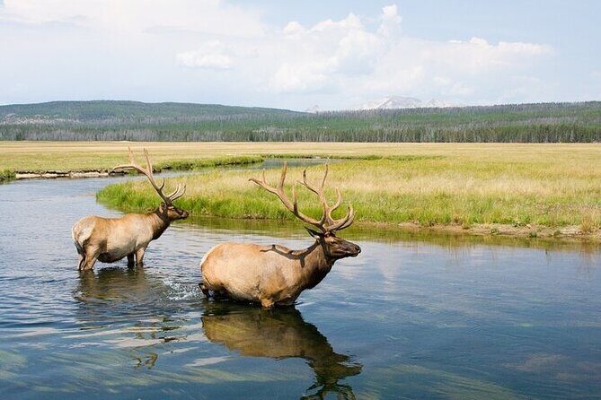 Yellowstone's Lamar Valley Wildlife Safari from Paradise Valley - Final Thoughts