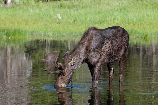 Yellowstone's Lamar Valley Wildlife Safari from Paradise Valley - FAQs