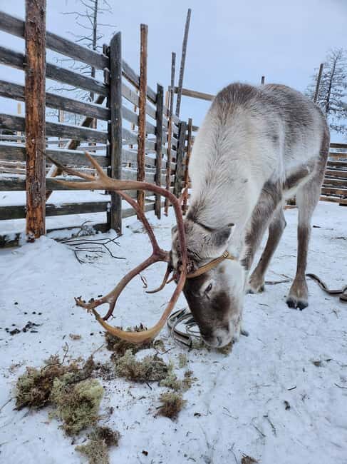 Ylitornio: Santa Station Entry Ticket - The Itinerary: What You Can Expect