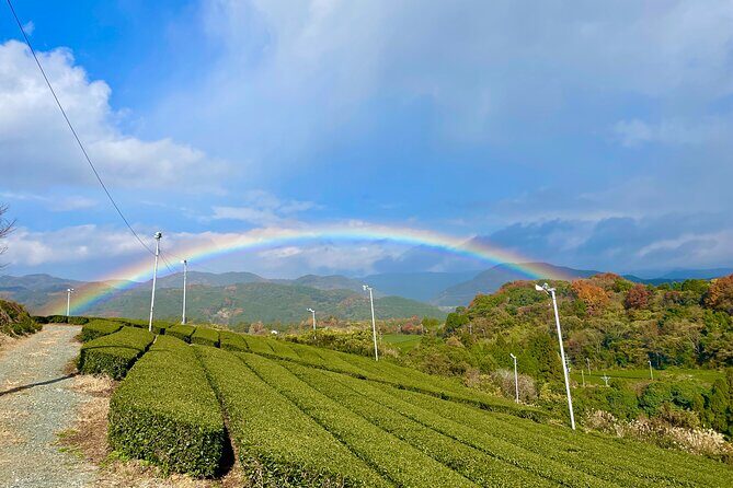 YokaBus Heritage in a Cup of a Yame Tea & Sake Tasting Expedition - Final Verdict
