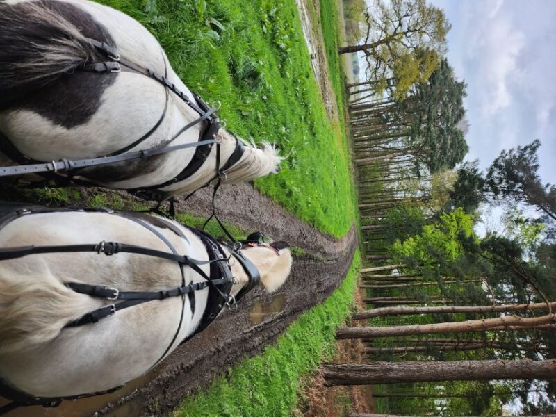 York: Horse Drawn Carriage ride & Cream Tea - An Enjoyable Ride Through North Yorkshire