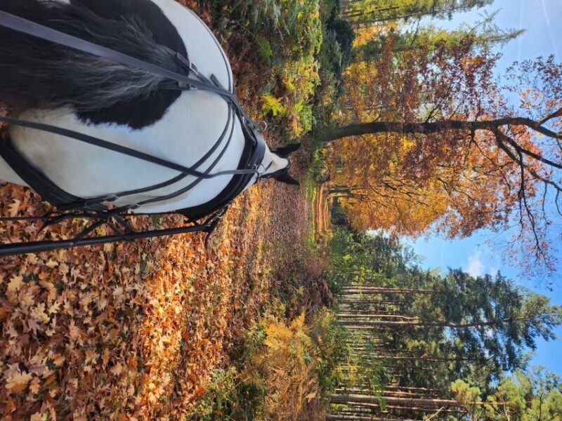 York: Horse Drawn Carriage ride & Cream Tea - FAQ