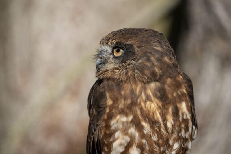 York: York Bird of Prey Centre Entry Ticket - A detailed look at what to expect