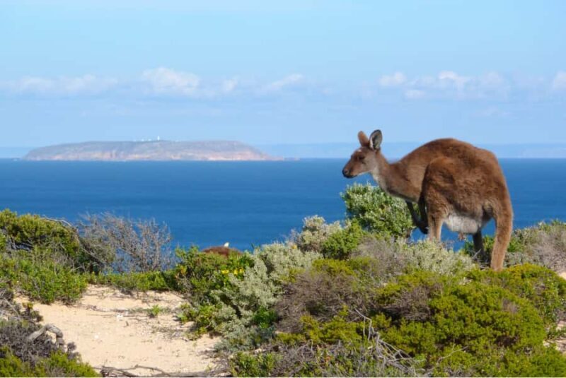 Yorke Peninsula: 3-Day Coastal Wilderness Tour from Adelaide - Key Points