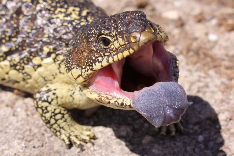 Yorke Peninsula: 3-Day Coastal Wilderness Tour from Adelaide - Final Thoughts