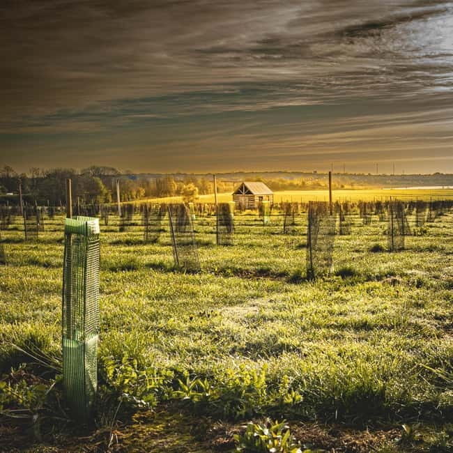 Yorkshire: Loversall Vineyard Wine Tasting and Tour - A Detailed Look at the Loversall Vineyard Tour