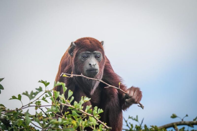 Yorkshire Wildlife Park: Entry Ticket - Key Points
