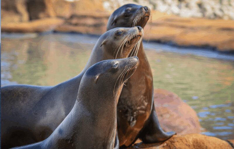 Yorkshire Wildlife Park: Entry Ticket - Exploring the Animal Zones