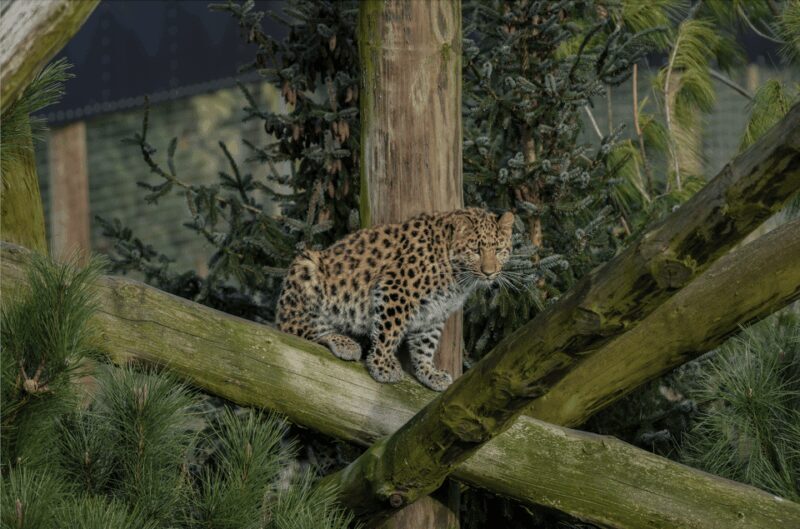 Yorkshire Wildlife Park: Entry Ticket - Kid-Friendly Areas and Play Zones