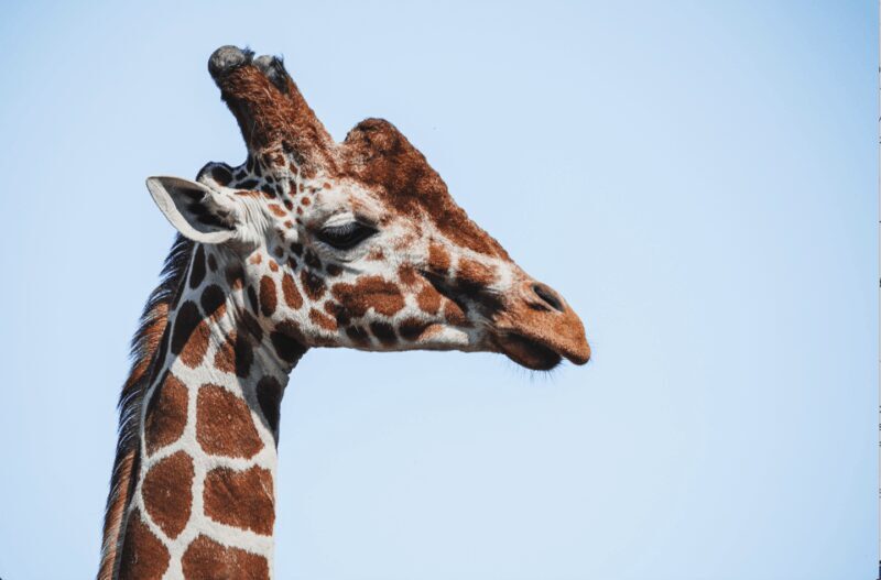 Yorkshire Wildlife Park: Entry Ticket - Practical Tips for Visiting