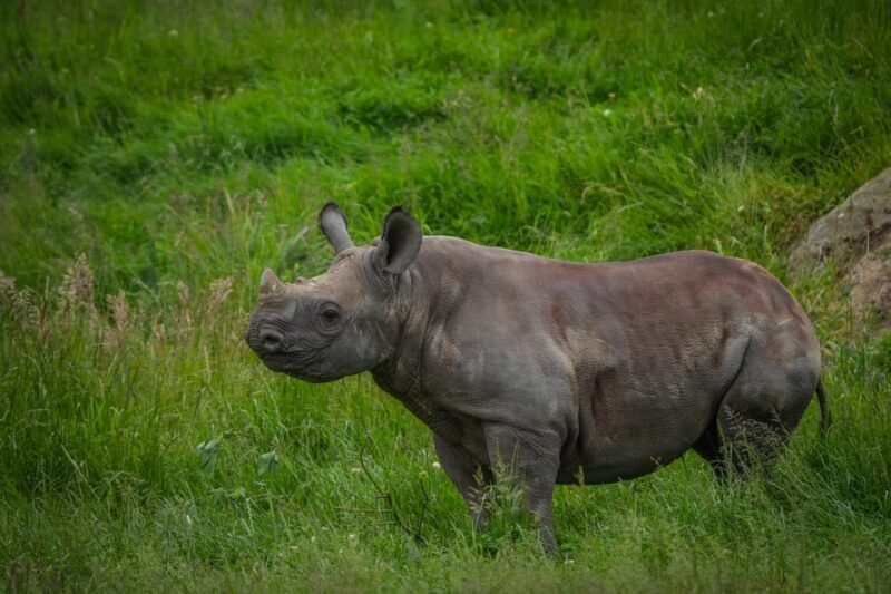 Yorkshire Wildlife Park: Entry Ticket - Authentic Visitor Insights