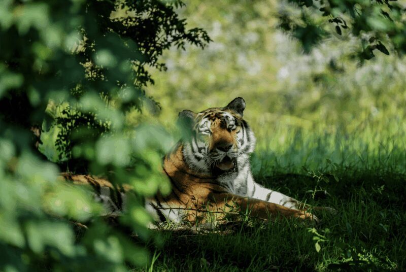 Yorkshire Wildlife Park: Entry Ticket - FAQ