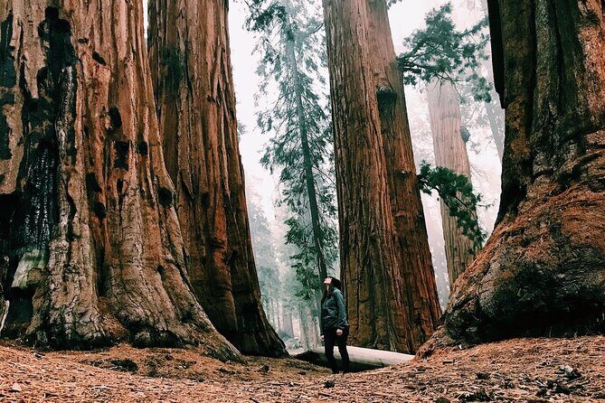 Yosemite 3-Day Lodging Adventure from San Francisco - Final Thoughts