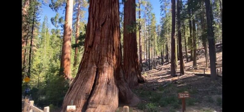 Yosemite: Mariposa Grove Guided Hike with Giant Sequoias - Key Points