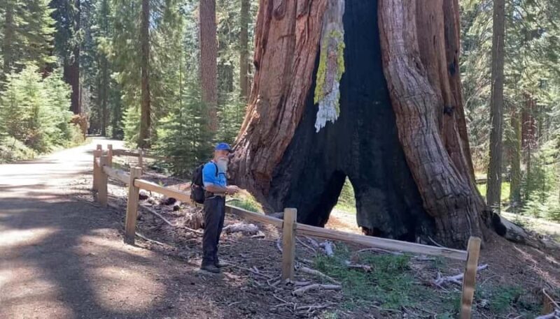 Yosemite: Mariposa Grove Guided Hike with Giant Sequoias - An In-Depth Look at the Yosemite Mariposa Grove Guided Hike