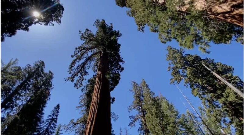 Yosemite: Mariposa Grove Guided Hike with Giant Sequoias - FAQ