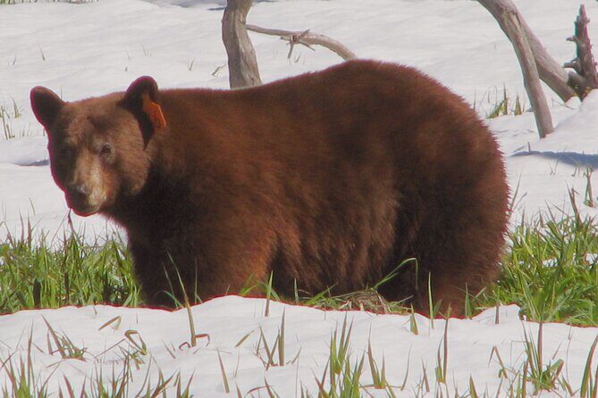 Yosemite National Park Private 1 Day Tour from San Francisco - An In-Depth Look at the Tour