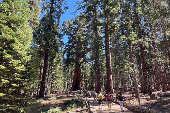 Yosemite National Park & Sequoias Private Tour from San Francisco - Key Points