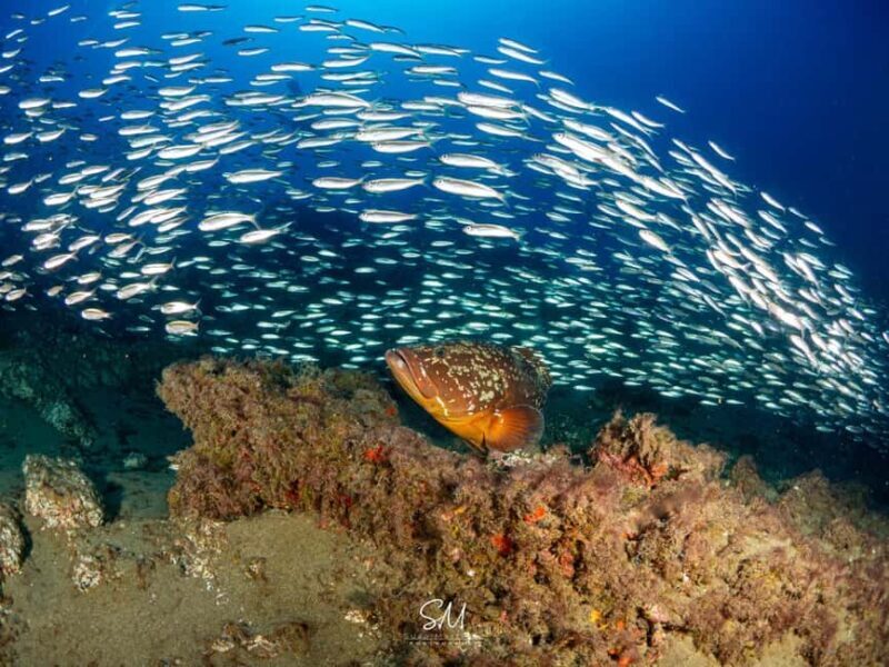 Your first introductory dive in Lanzarote with FREE photos. - The Experience Provider: TITAN BLUE DIVERS