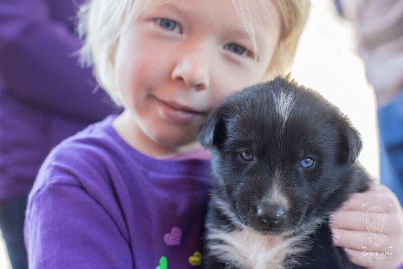 Yukon Dogs and Gold - Key Points