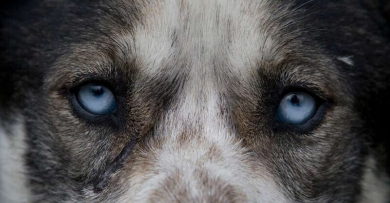 Yukon Dogs and Gold - A Deep Dive into the Yukon Dogs and Gold Tour