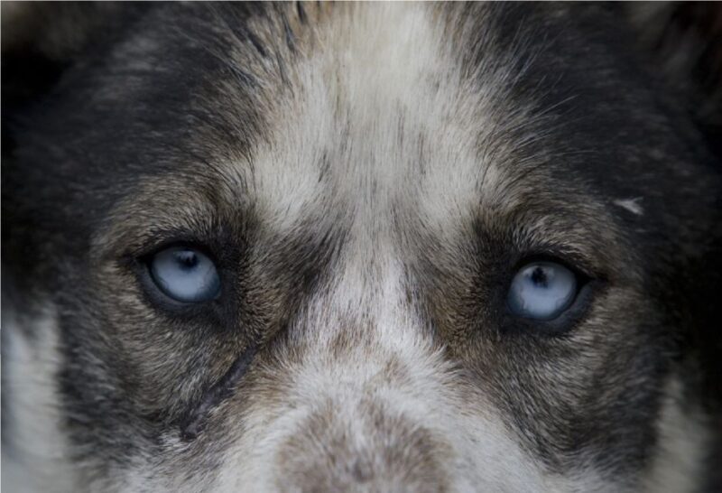 Yukon Dogs and Gold - Final Thoughts: A Well-Rounded Arctic Adventure