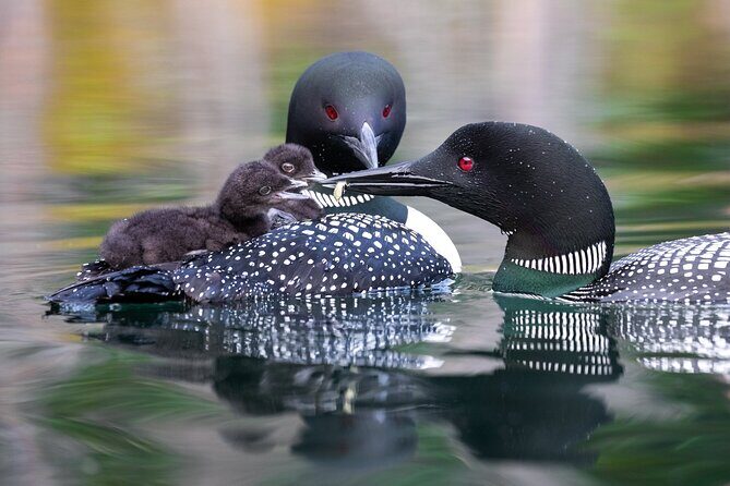 Yukon River Boat Tour Through Miles Canyon - How the Itinerary Unfolds