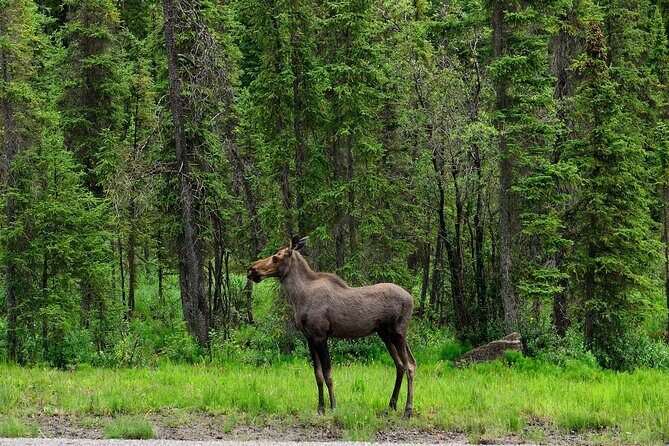 Yukon River Boat Tour Through Miles Canyon - Final Thoughts: Is It Worth It?