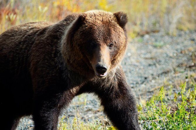 Yukon Summer Dream - Active Summer Adventure | 5 days - Day 5: Departure