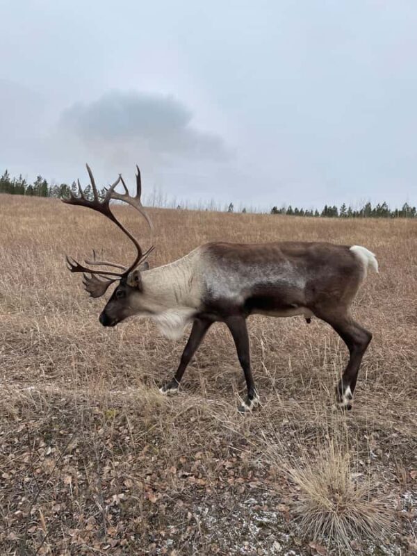 Yukon Wildlife & Nordic Hot Springs Experience - Deep Dive: Why This Tour Offers Great Value