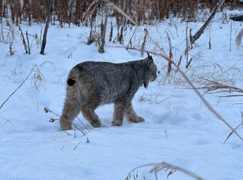 Yukon Wildlife & Nordic Hot Springs Experience - Who Should Consider This Tour?