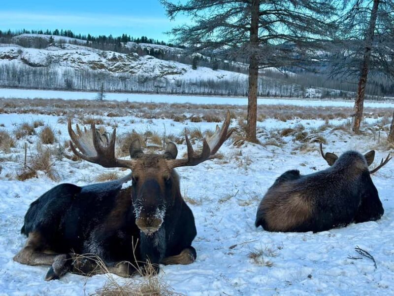 Yukon Wildlife & Nordic Hot Springs Experience - Final Thoughts: Is It Worth It?