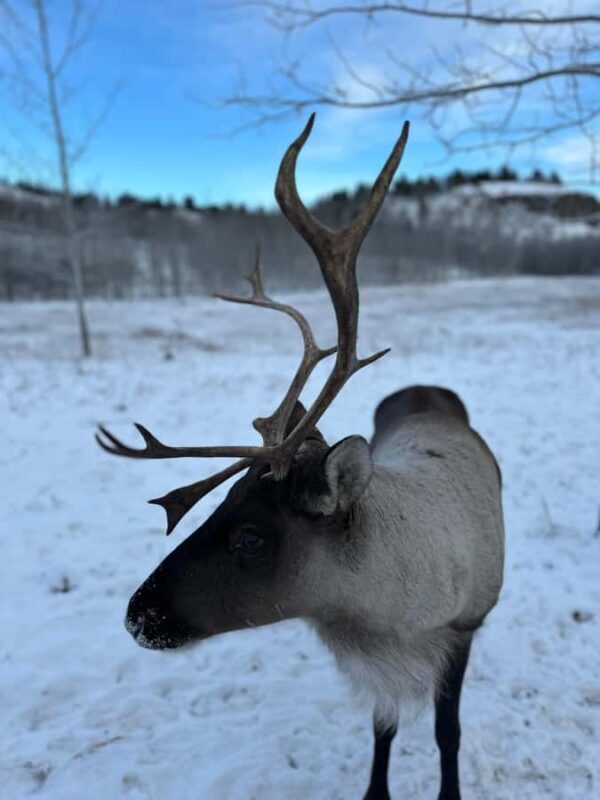 Yukon Wildlife & Nordic Hot Springs Experience - Frequently Asked Questions