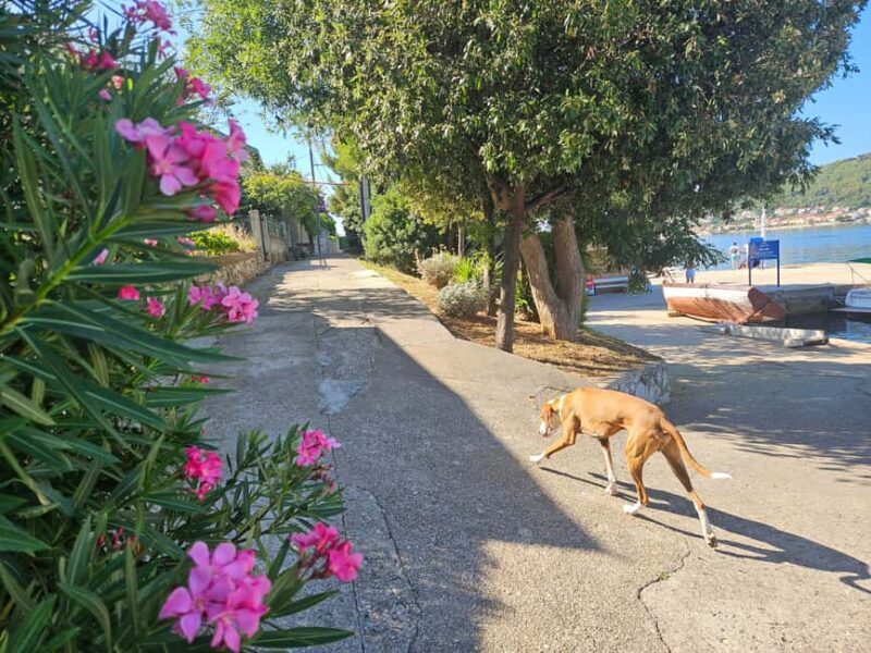 Zadar: 3-Islands Snorkeling, Beach, and Sightseeing Tour - FAQ