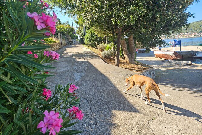 Zadar 3-Islands Tour: Snorkeling, Beach & Sightseeing - 4,5hr - The Sum Up