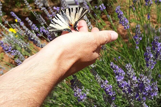 Zadar Boat Tour to the Nearby Islands - Practical Details and Tips